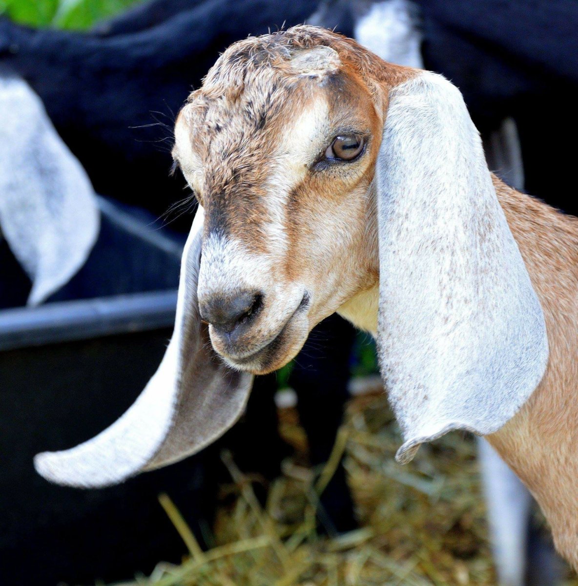 Дамасская коза Шами