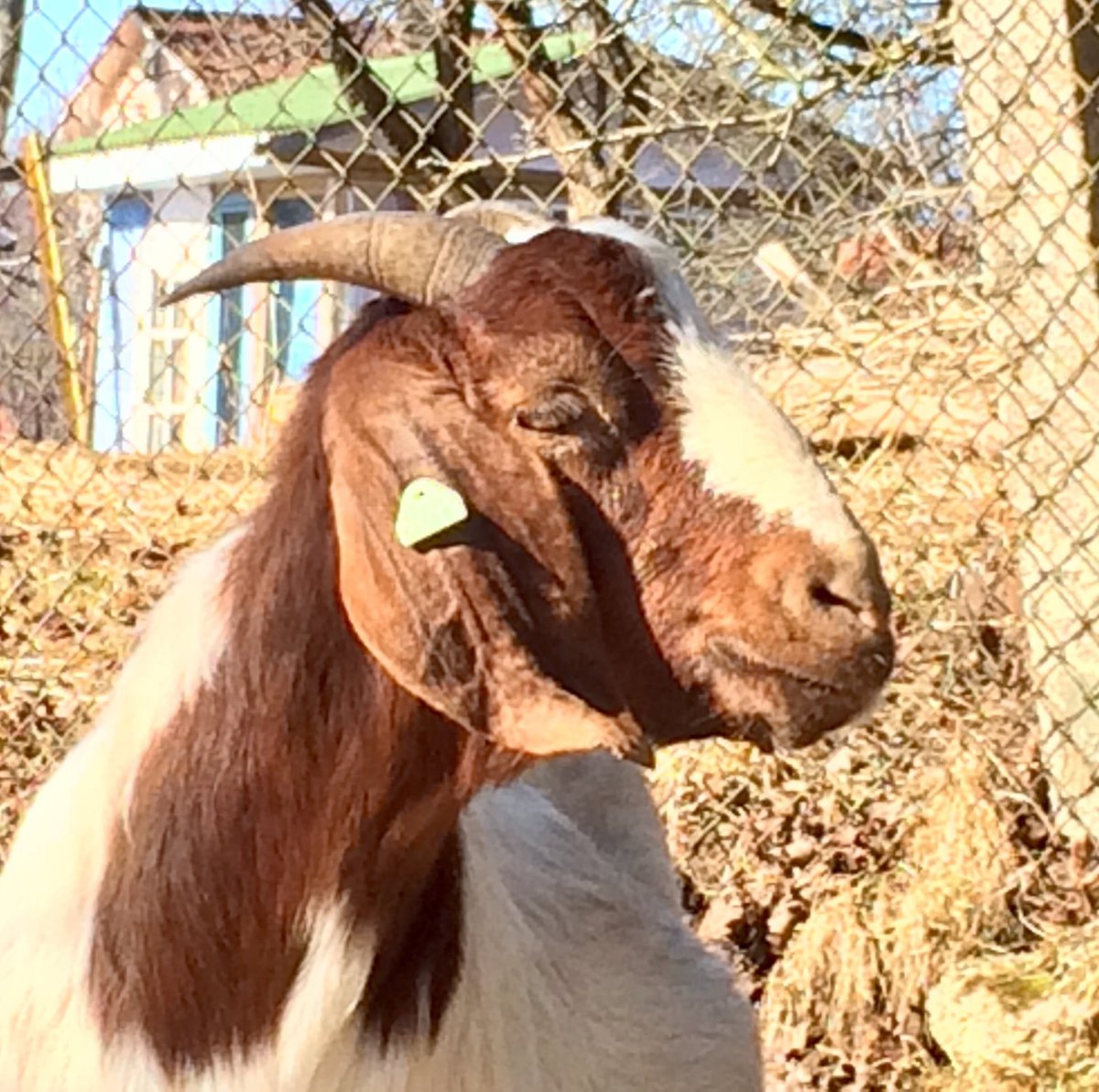 Козы породы Шами