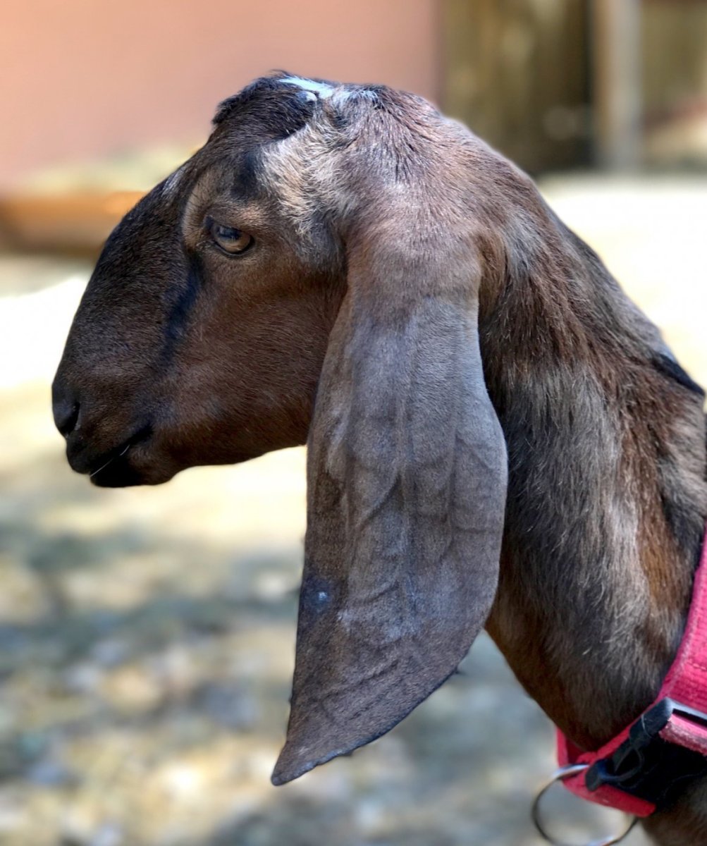 Тоскана коза