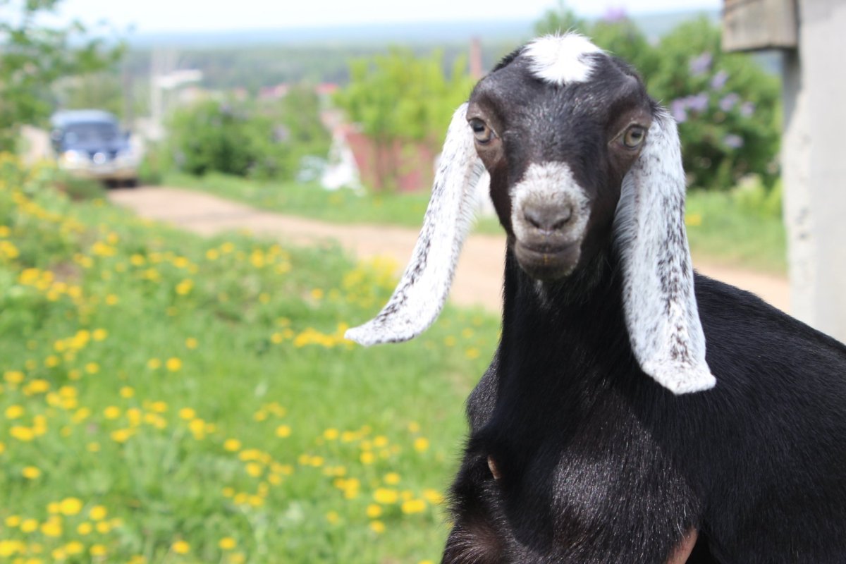 Русская белая коза и зааненская