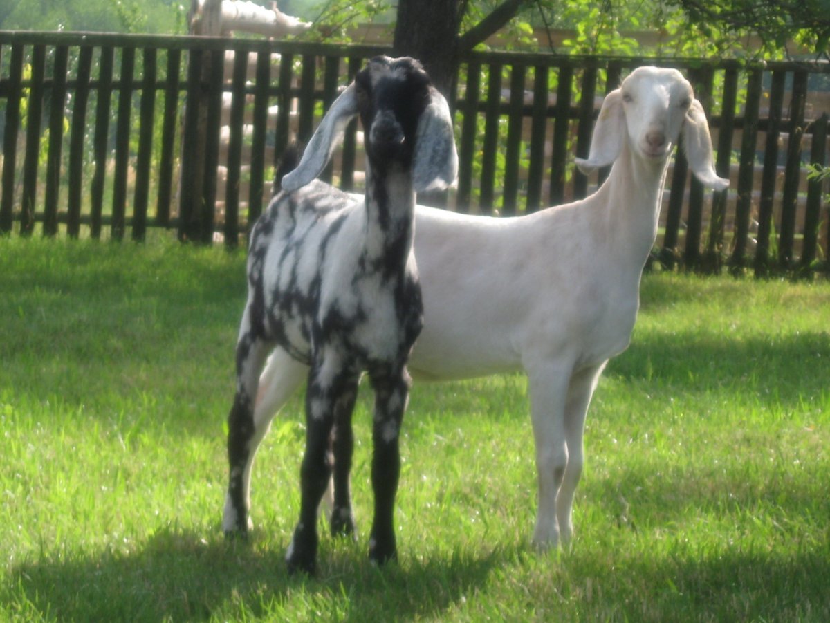 Черная Анатолийская порода коз