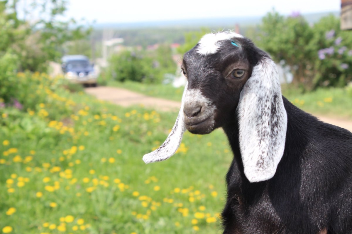 Англо-нубийская коза