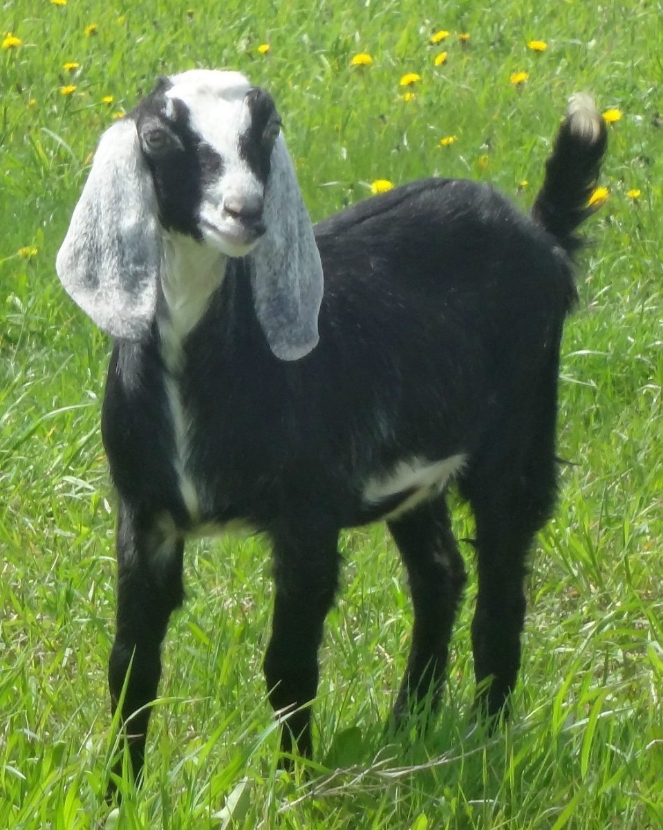 Козы породы Камори