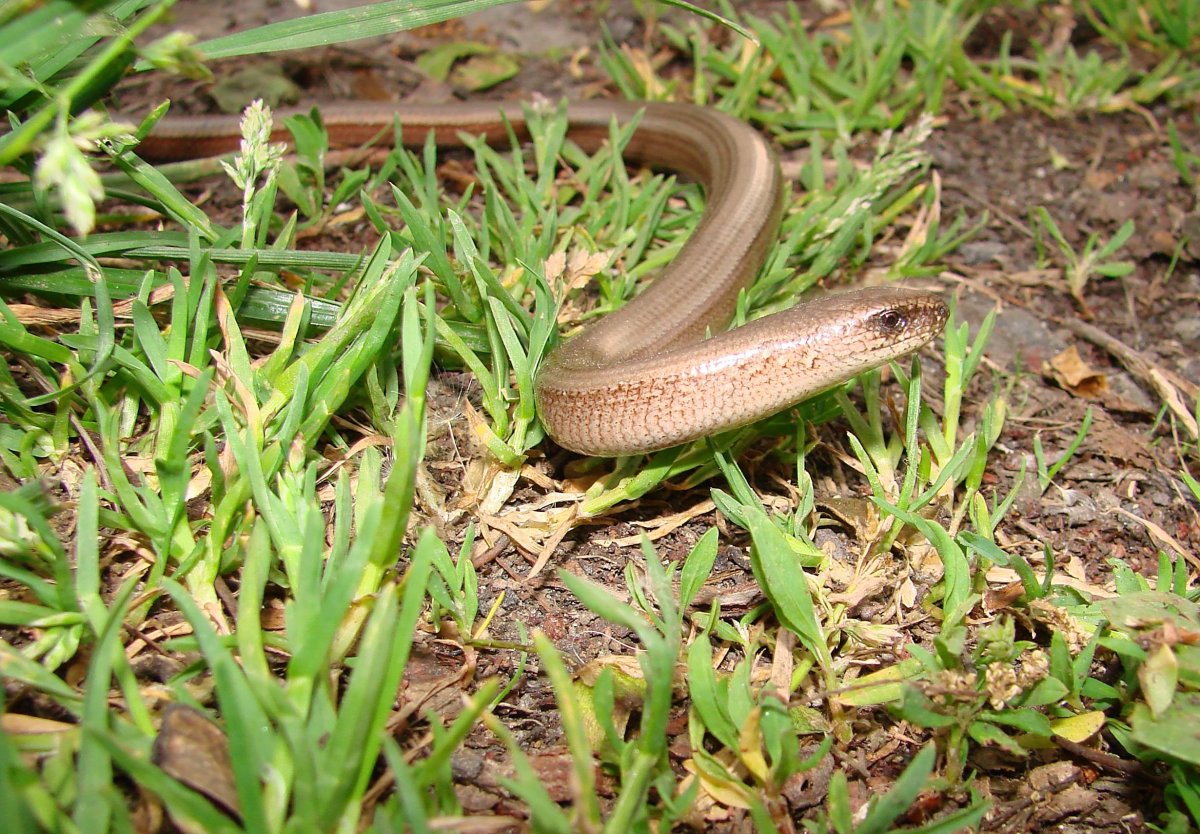 Змеи Сочи полоз