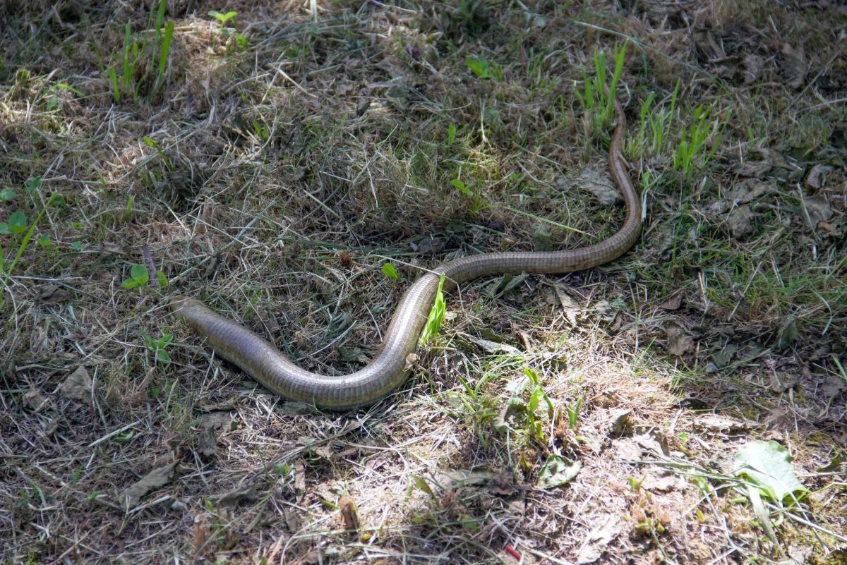 Желтобрюх змея в Краснодарском крае