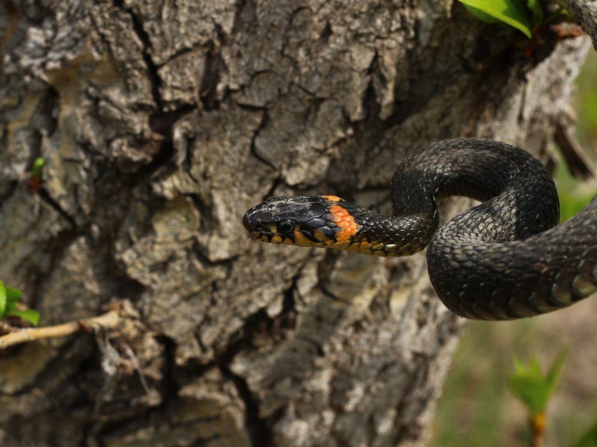 Обыкновенная гадюка черная