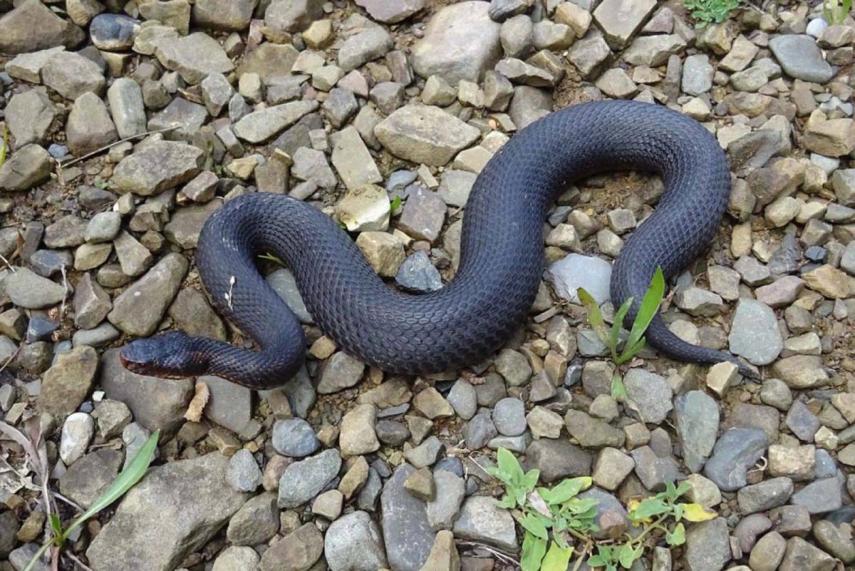 Змея гадюка Ставропольского края