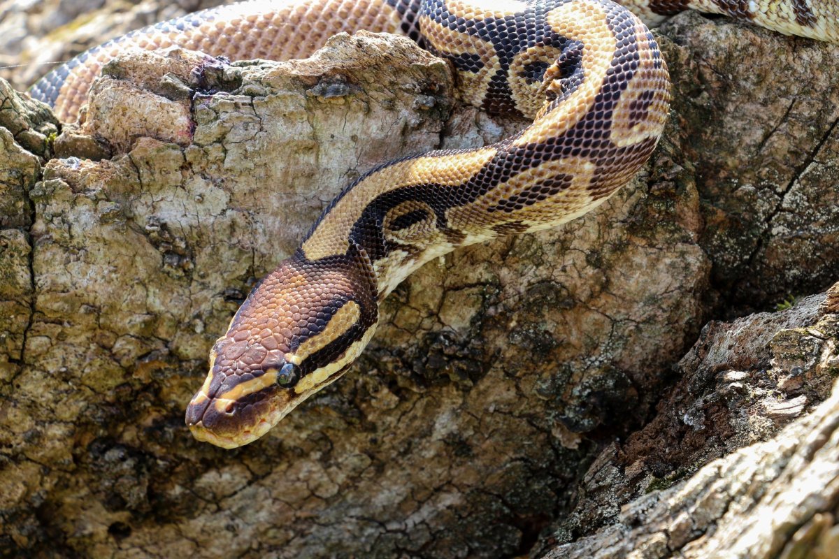 Королевский питон в природе