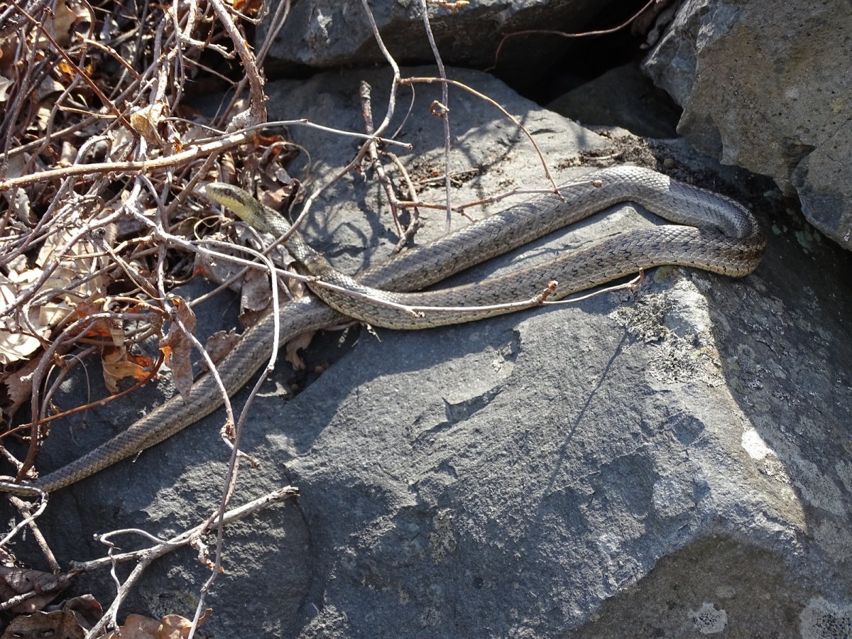 Узорчатый полоз Приморский край