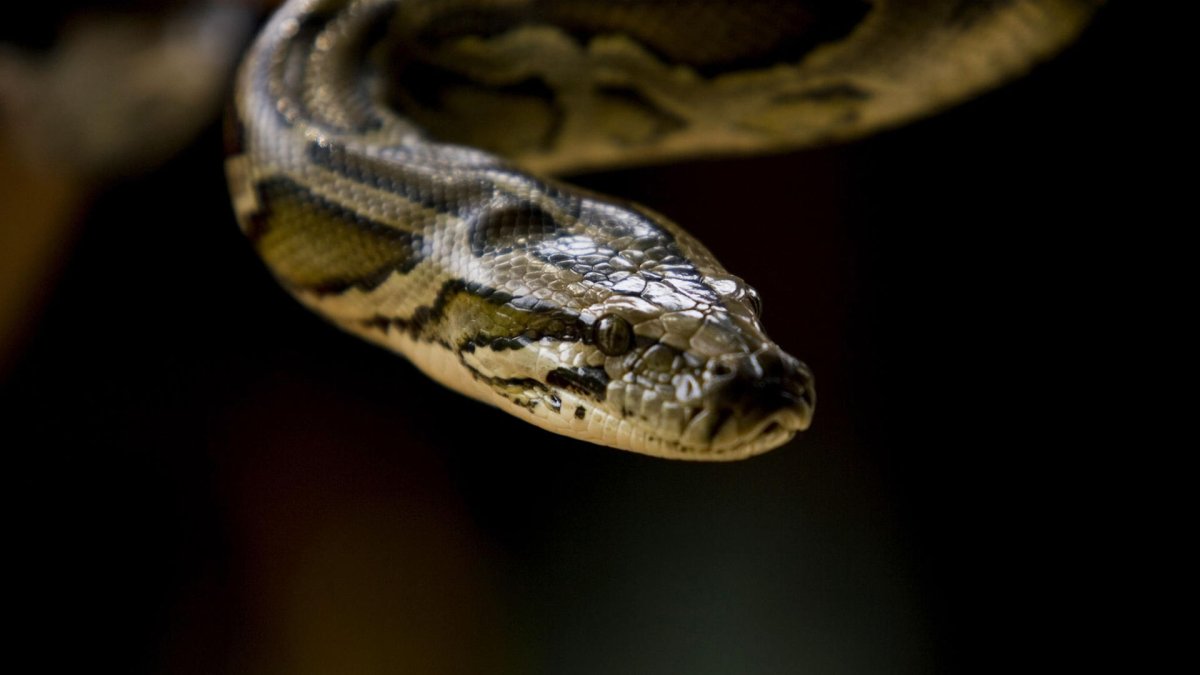 Змея с треугольной головой