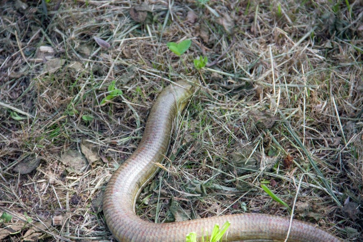 Желтопузик безногая ящерица Сочи