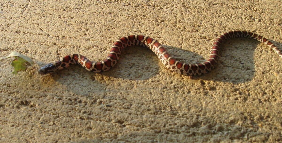 Змей ползучий