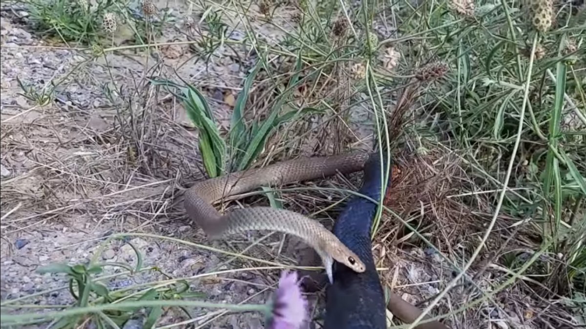 Змеи в поле