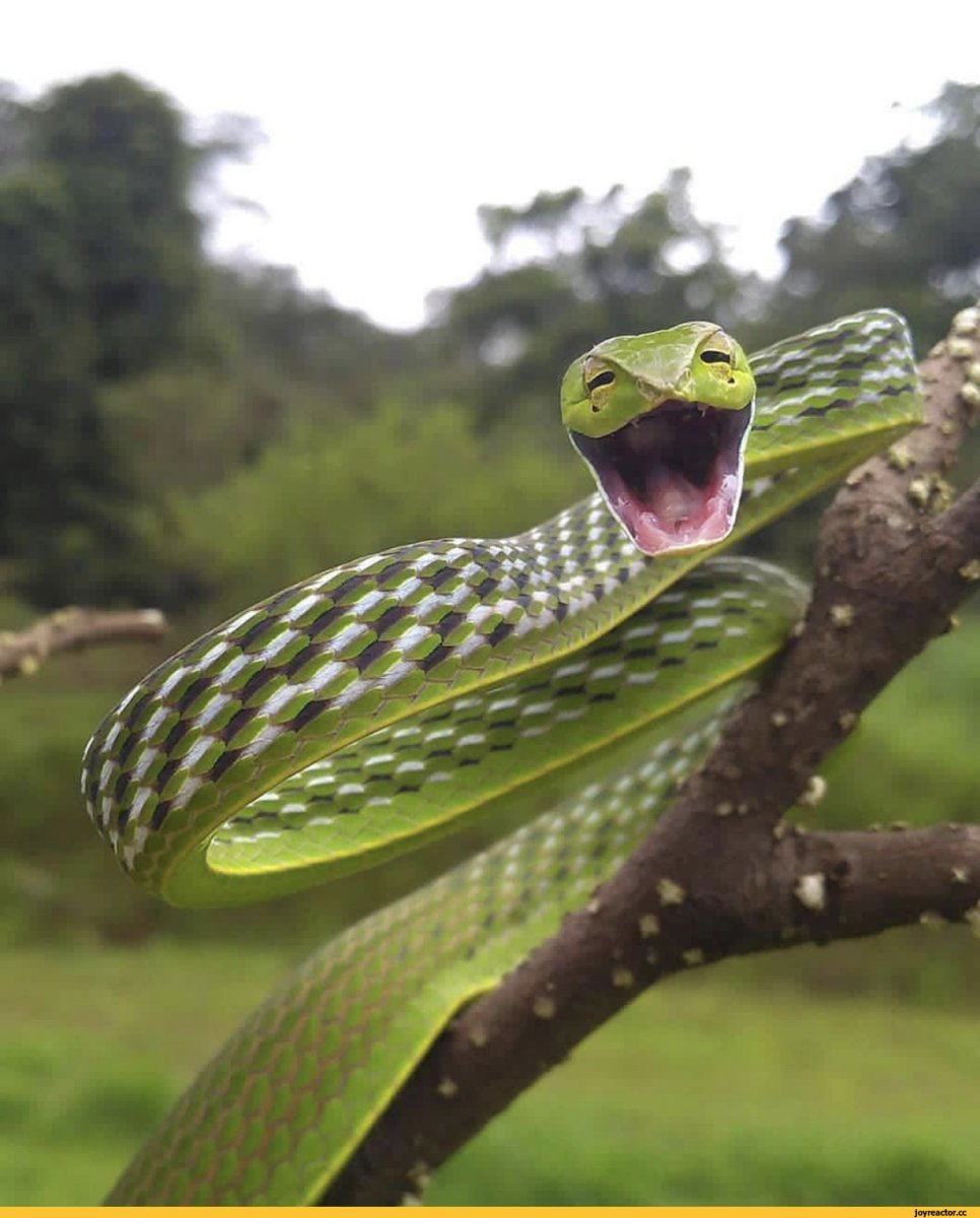 Изумрудная змея