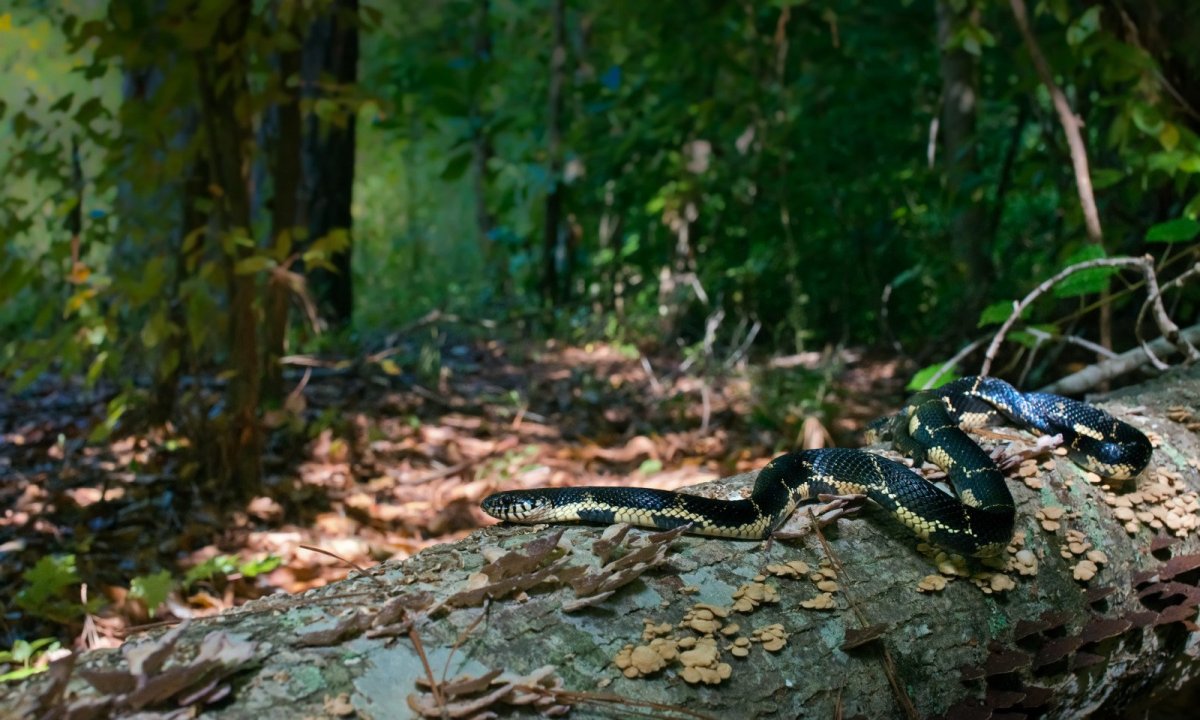 Тропический лес змеи
