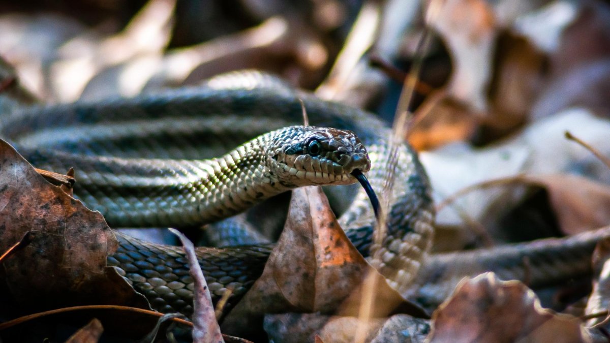 Степная гадюка Астраханской области