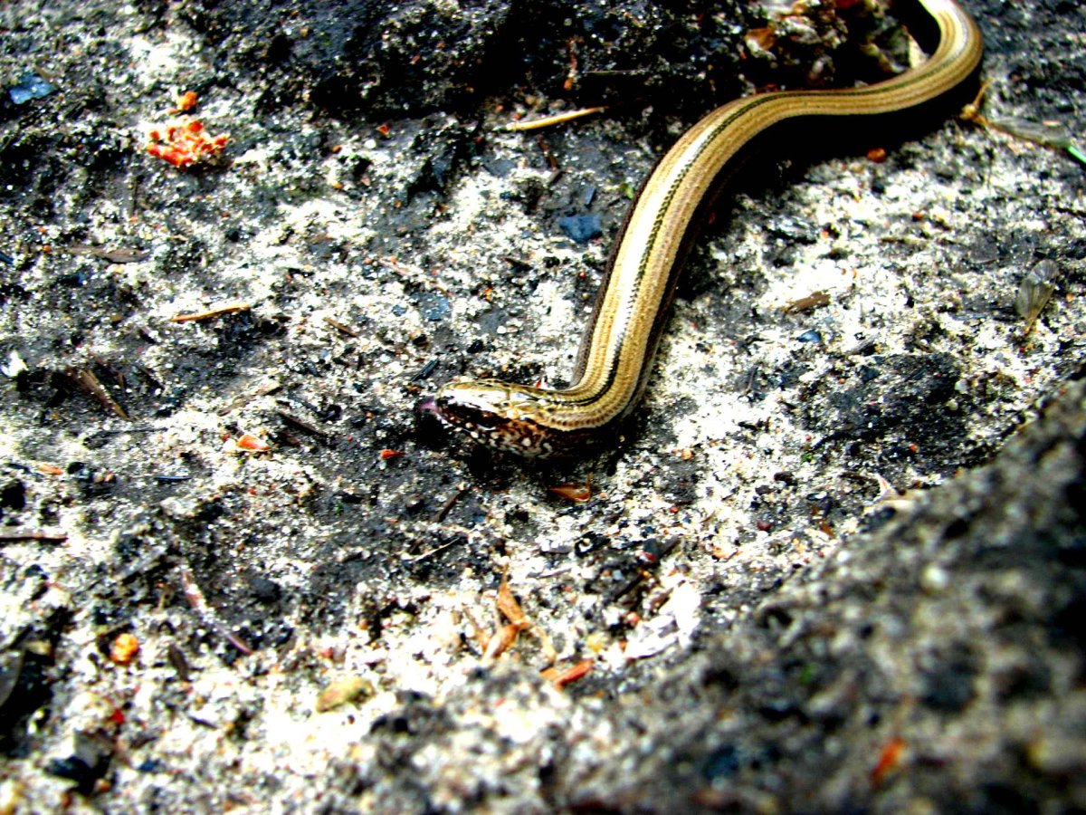 Медянка червяк