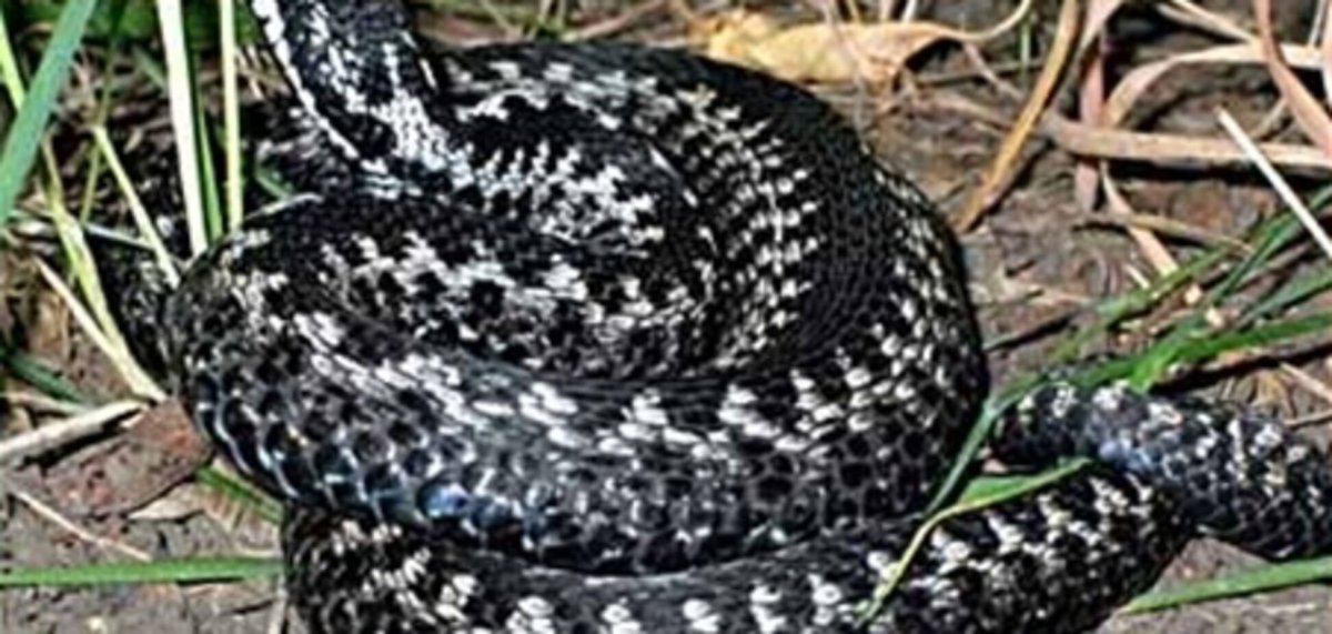 Змея гадюка обыкновенная в России