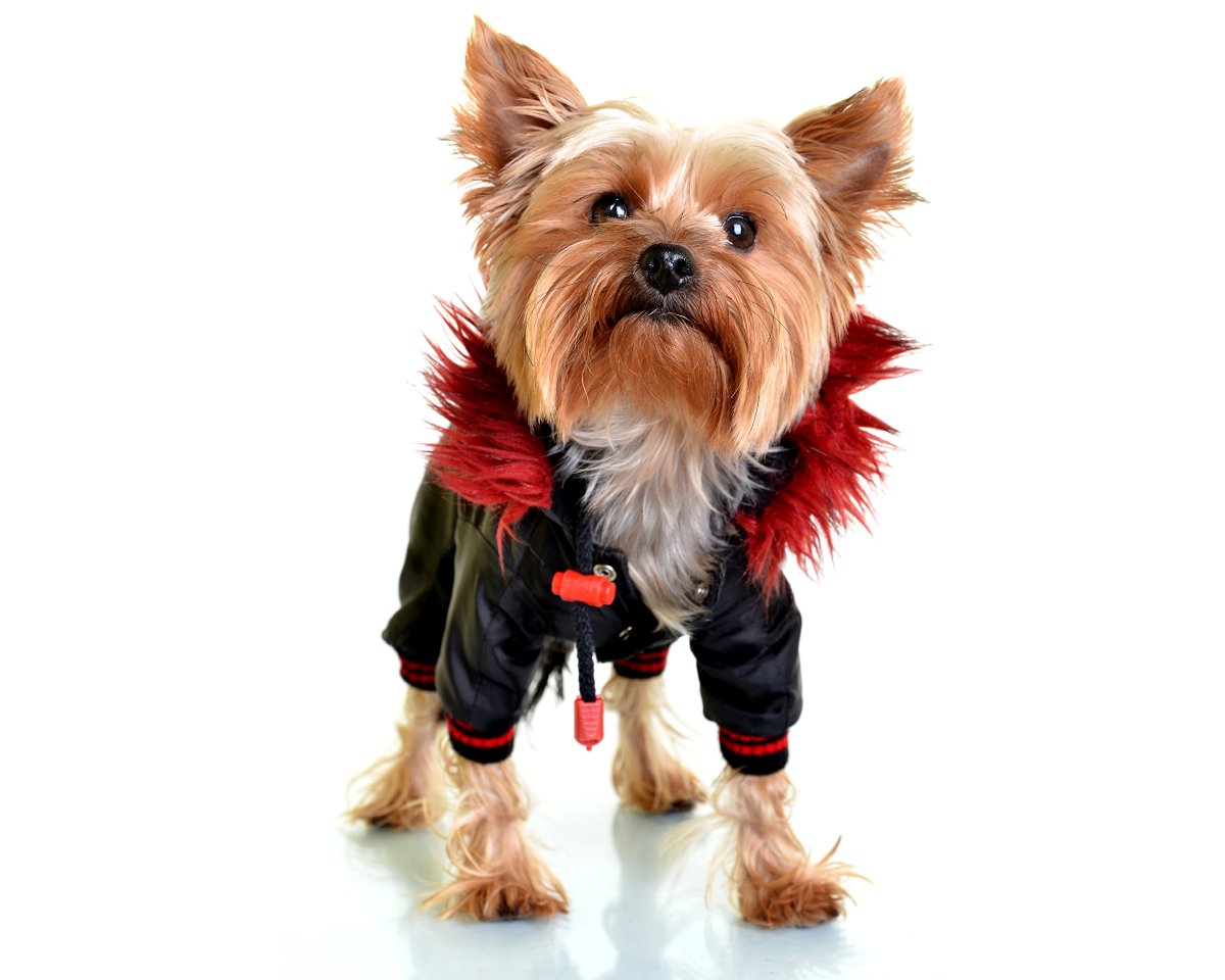 Йорк на белом фоне