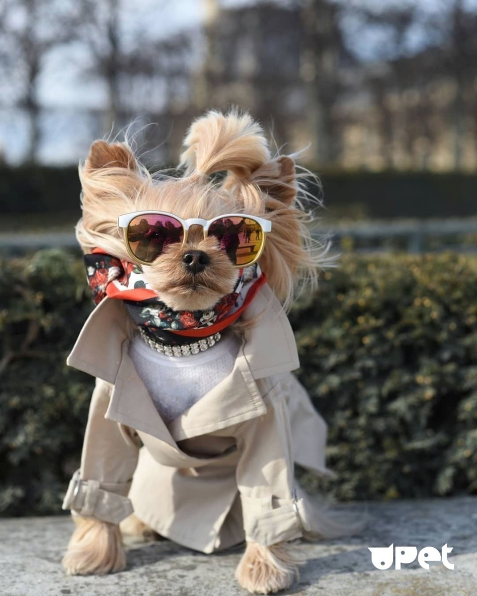 Самые модные собаки