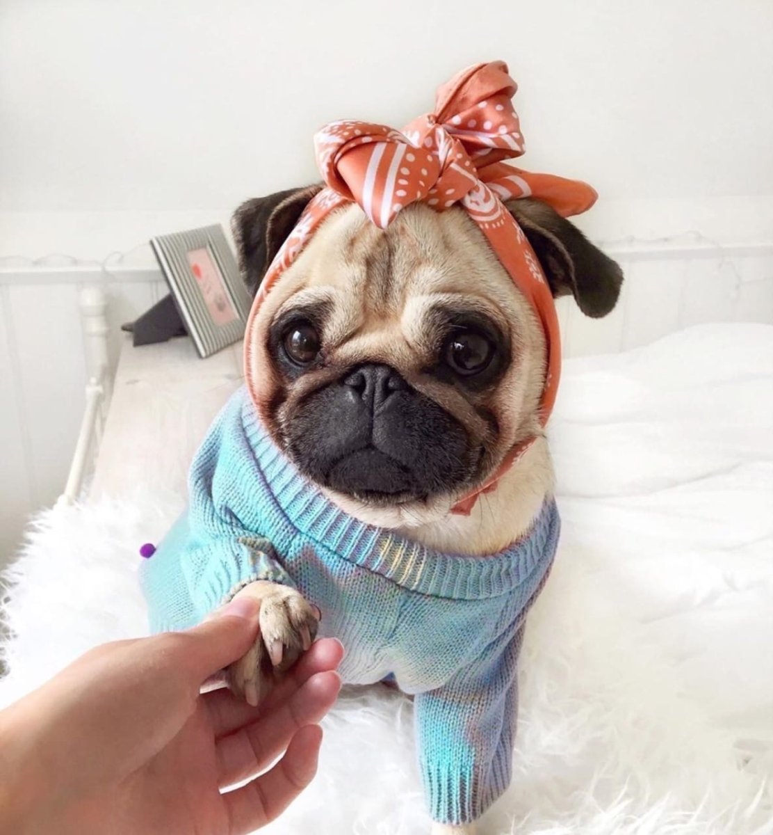 Милые мопсы