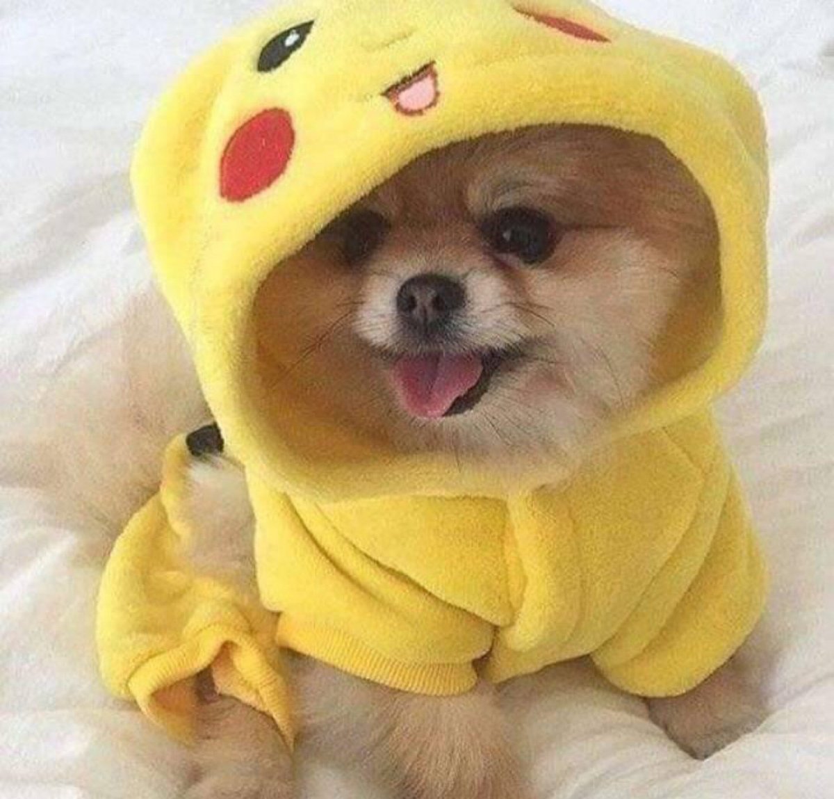 Шпиц в костюме