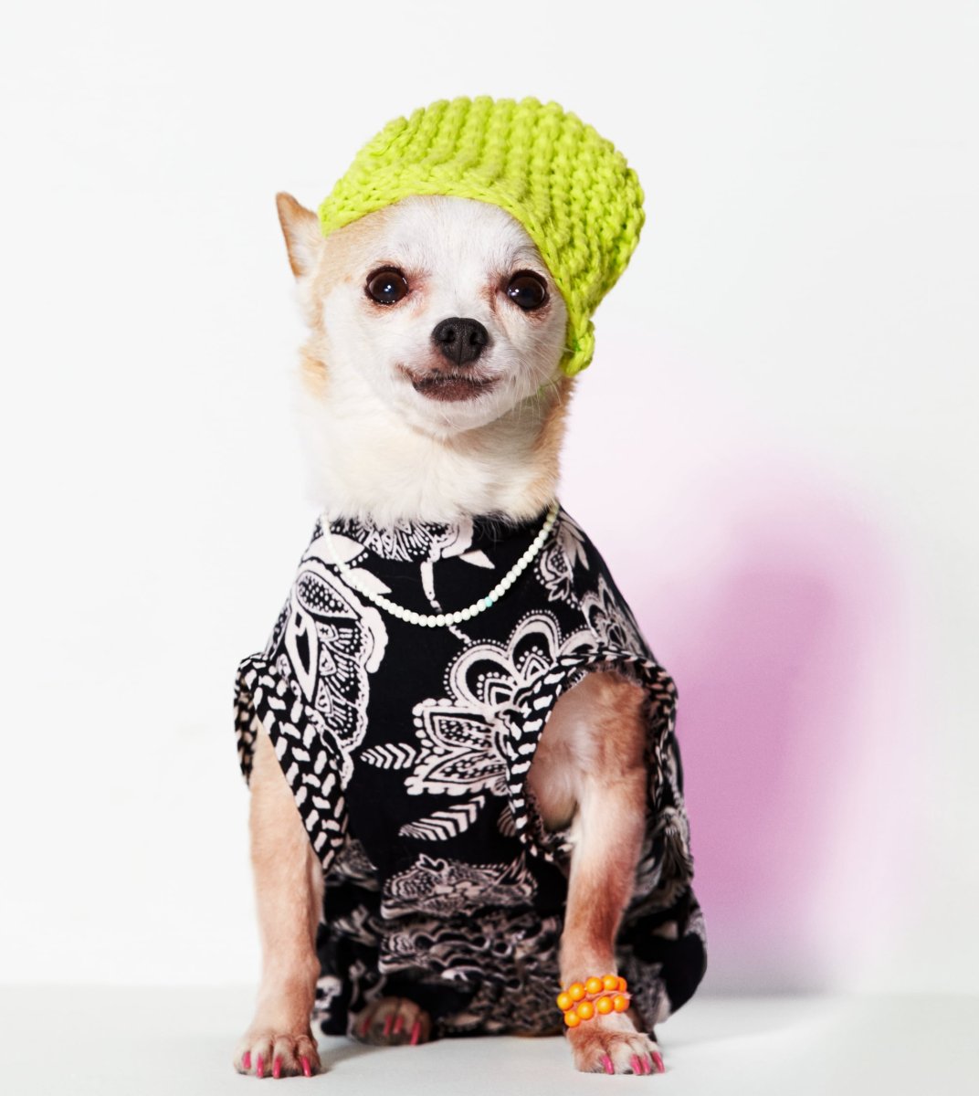 Животные в одежде