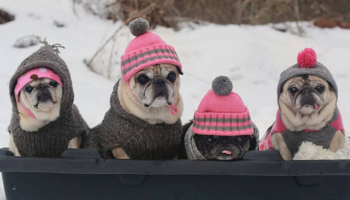 Животные в шапках