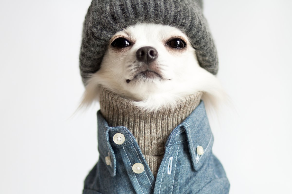 Животные в шапках