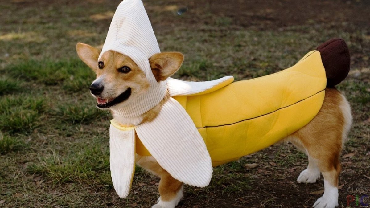 Смешная одежда для собак