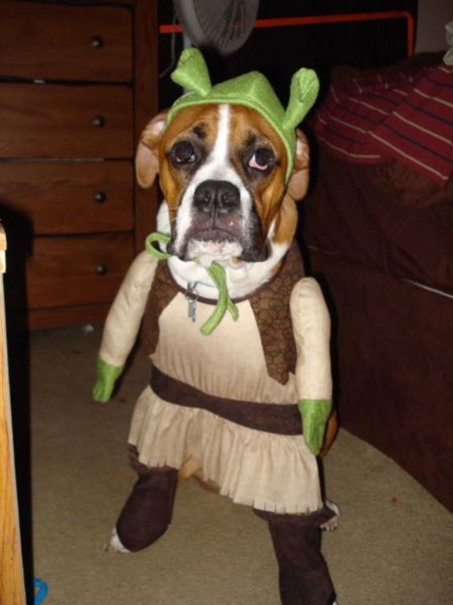 Смешная одежда для собак