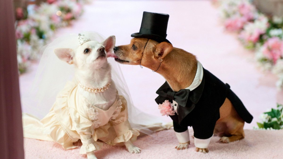 Крошка из Беверли Хиллз свадьба