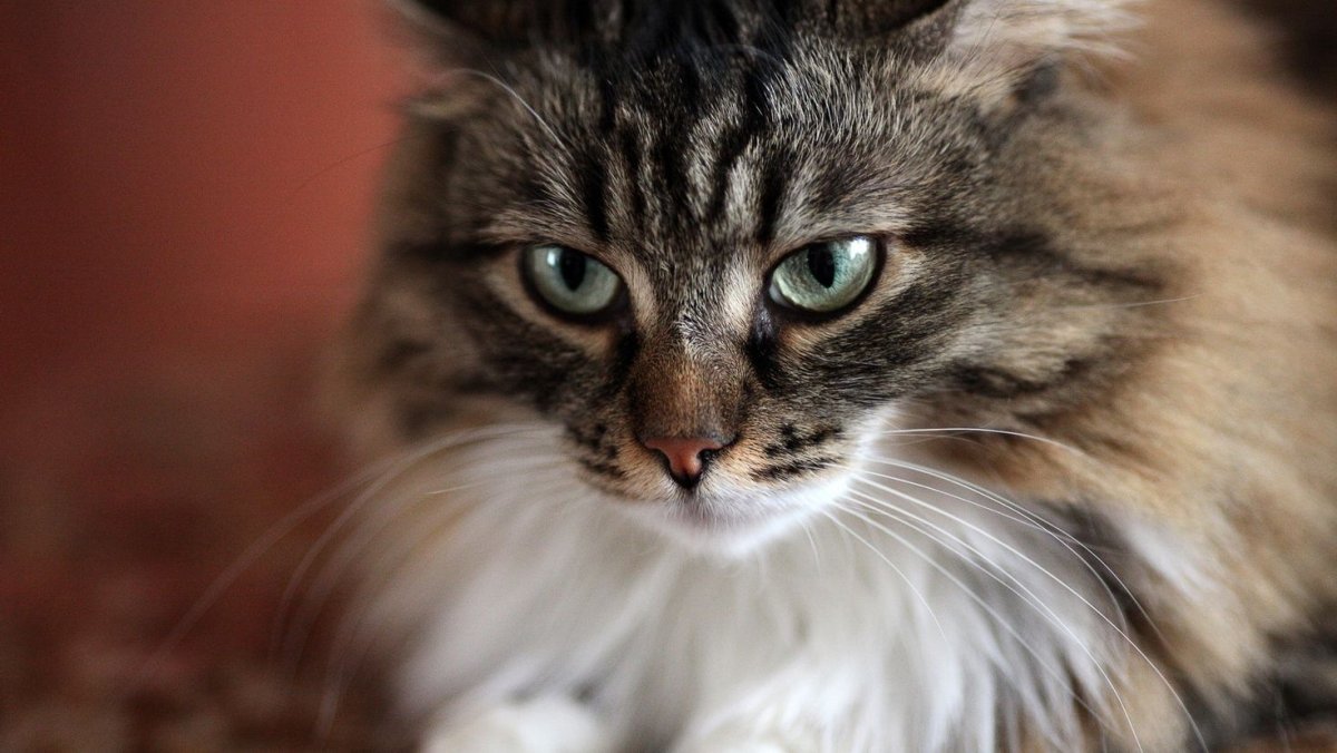 Кот на темном фоне