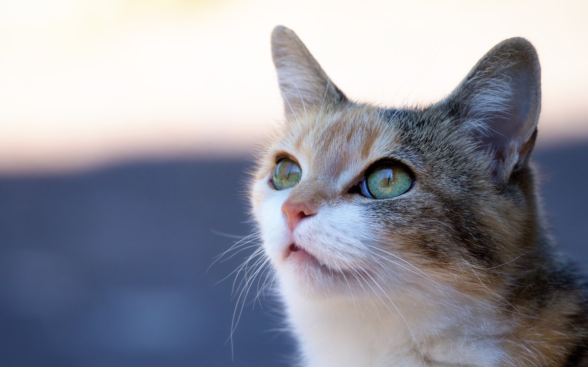 Красивая морда кошки