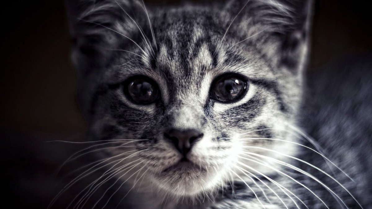 Русская голубая кошка валпейпер