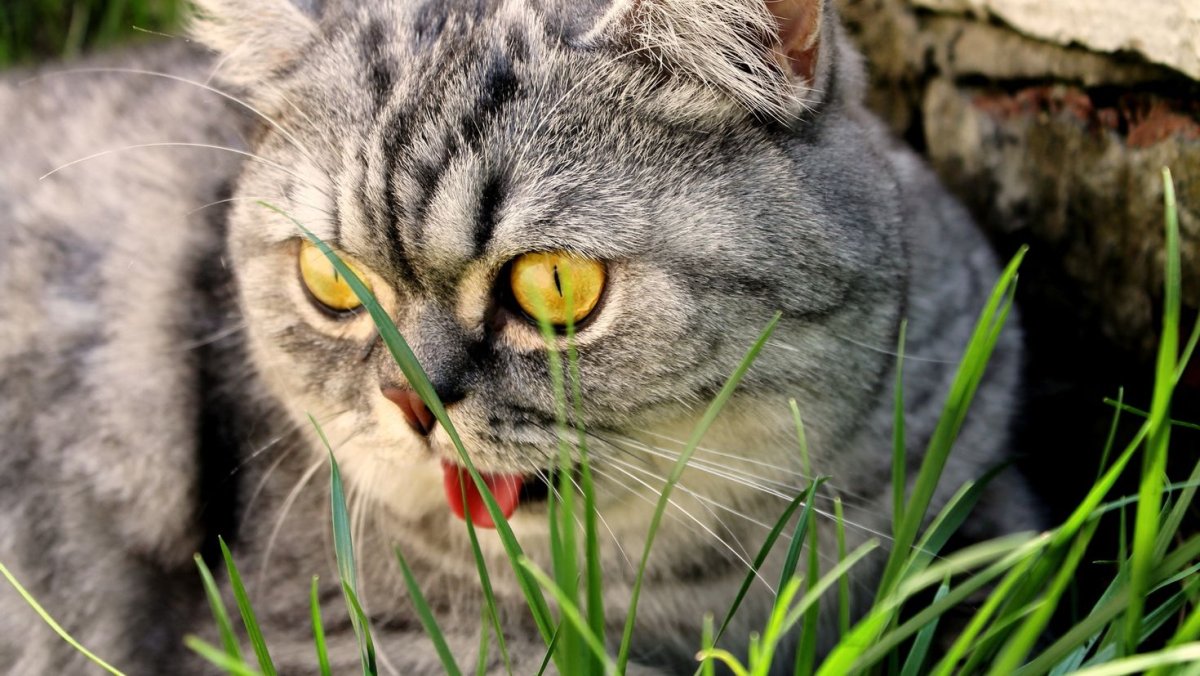 Картинки на рабочий стол кошки