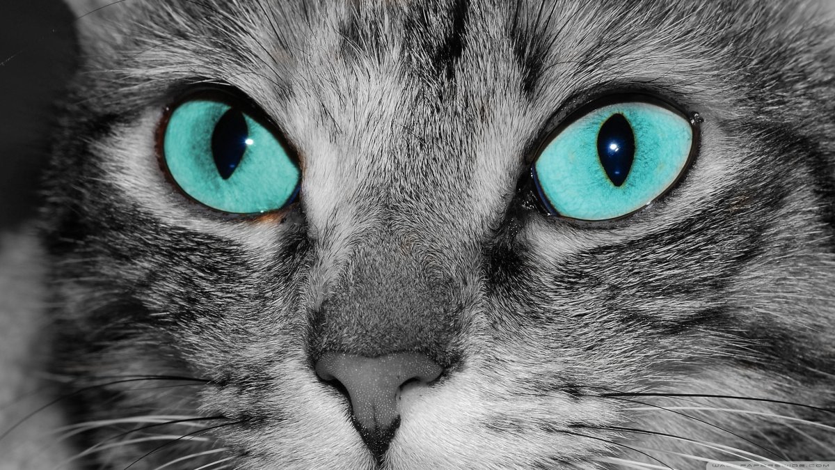 Глаза кошки