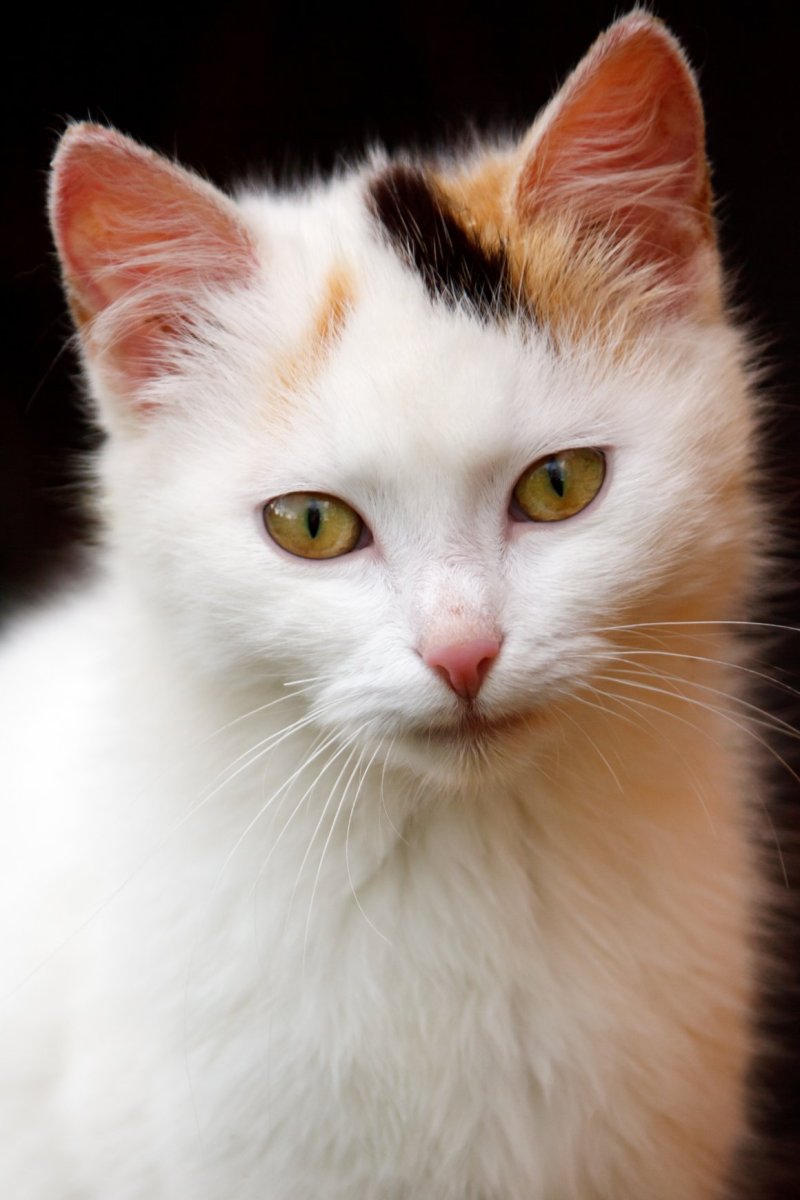 Красивые коты