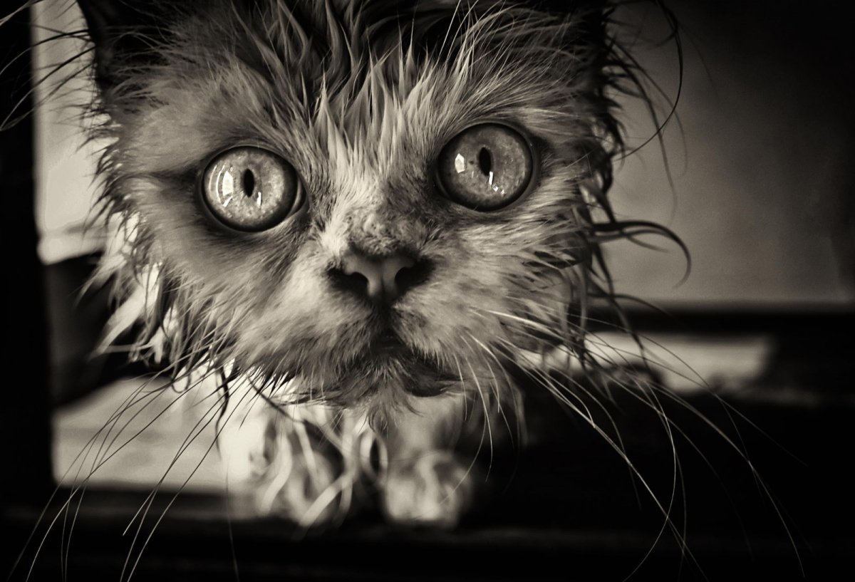 Страшный кот