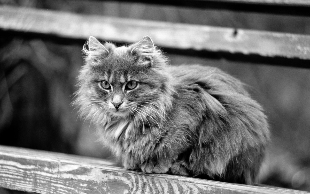 Удивительные иллюстрации от художника Rihards Donskis (apofiss)