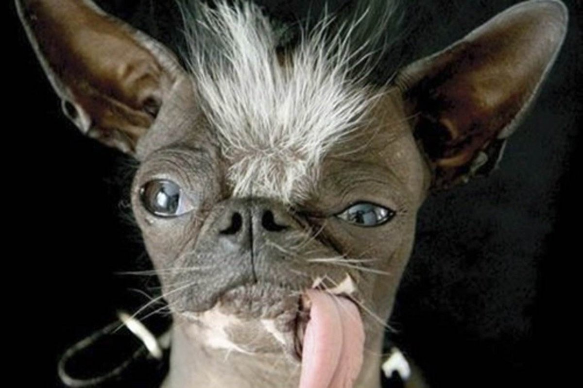 Сумасшедшая собака