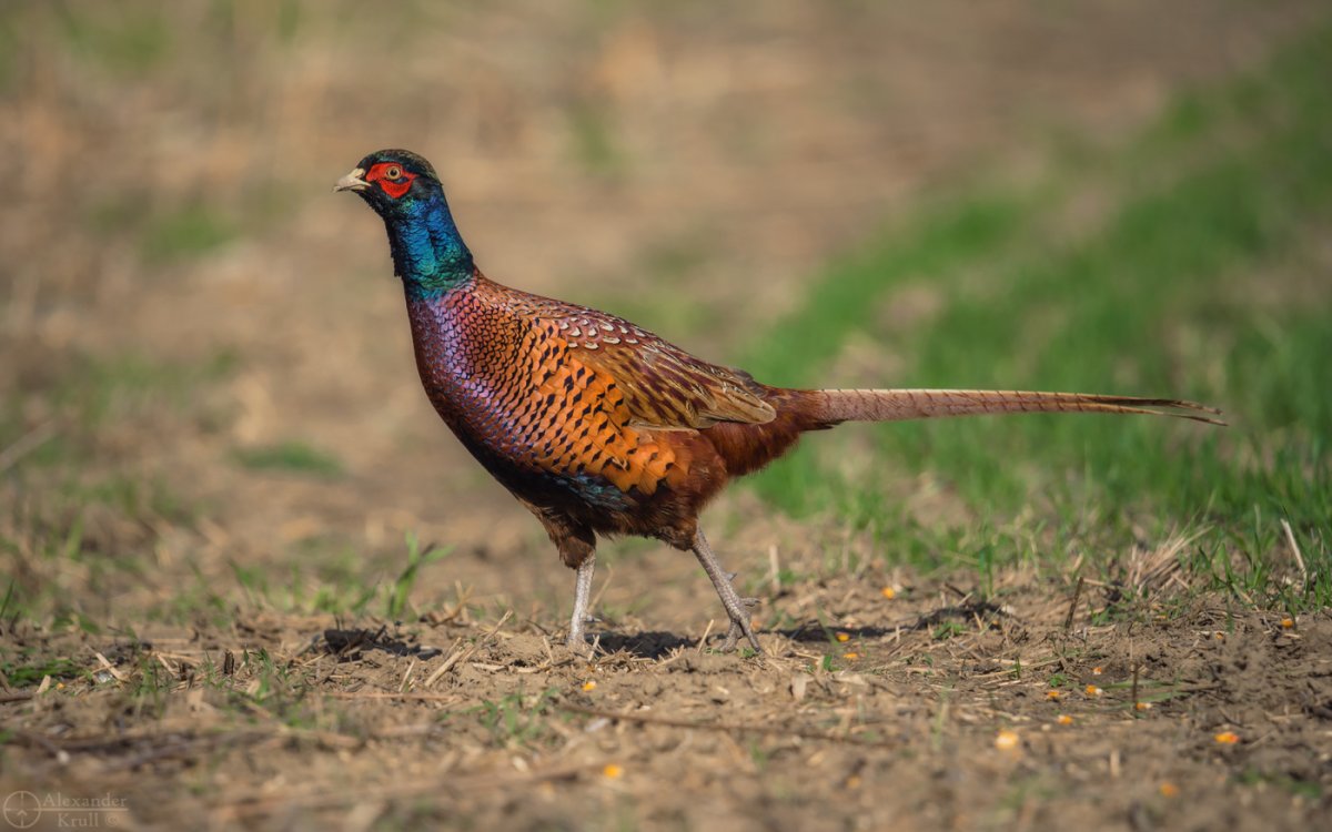 Как выглядит золотой фазан