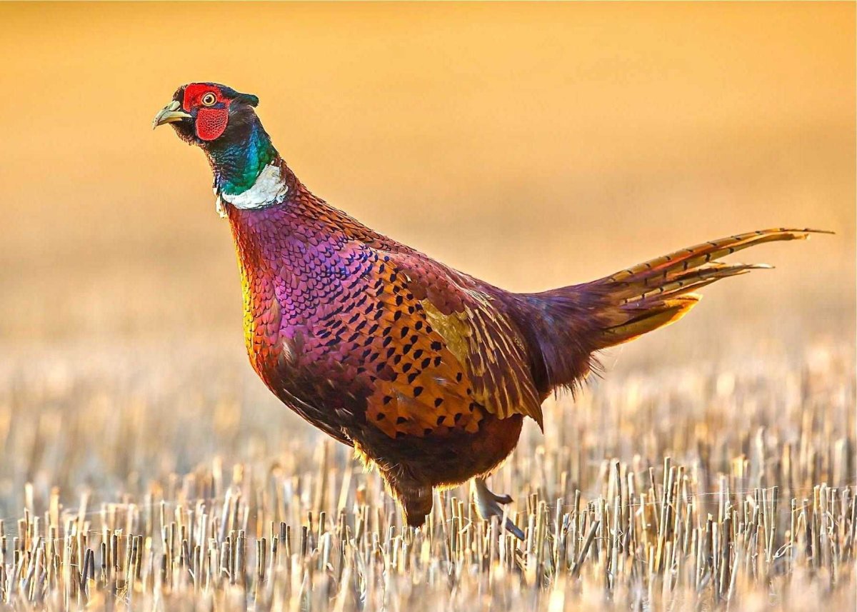 Предкавказский фазан (Phasianus colchicus septentrionalis)