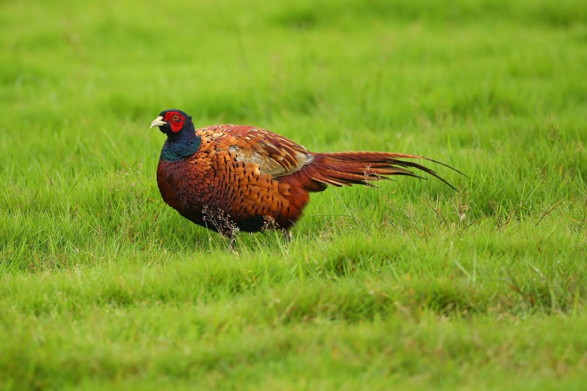 Фазаны в парке Горького