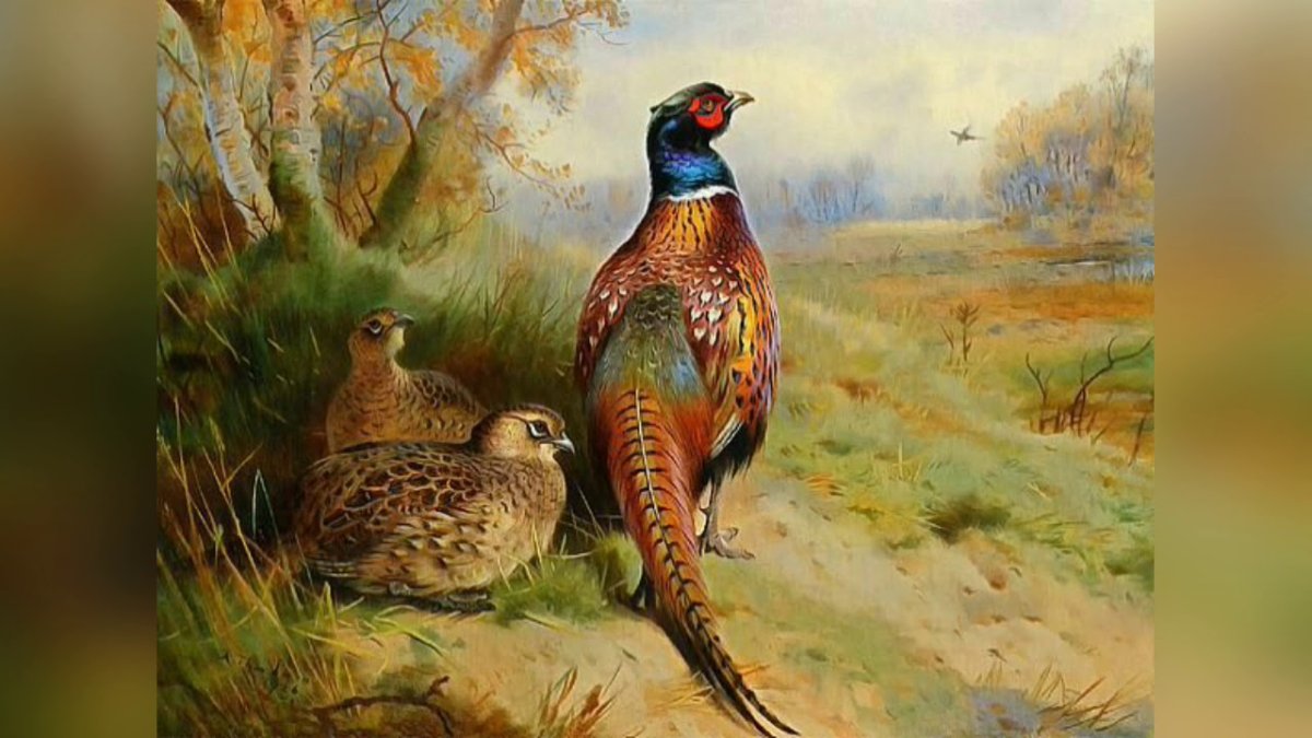 Фазан по-богемски