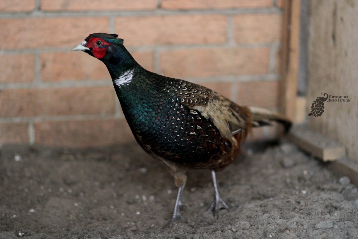 Фазан на дороге