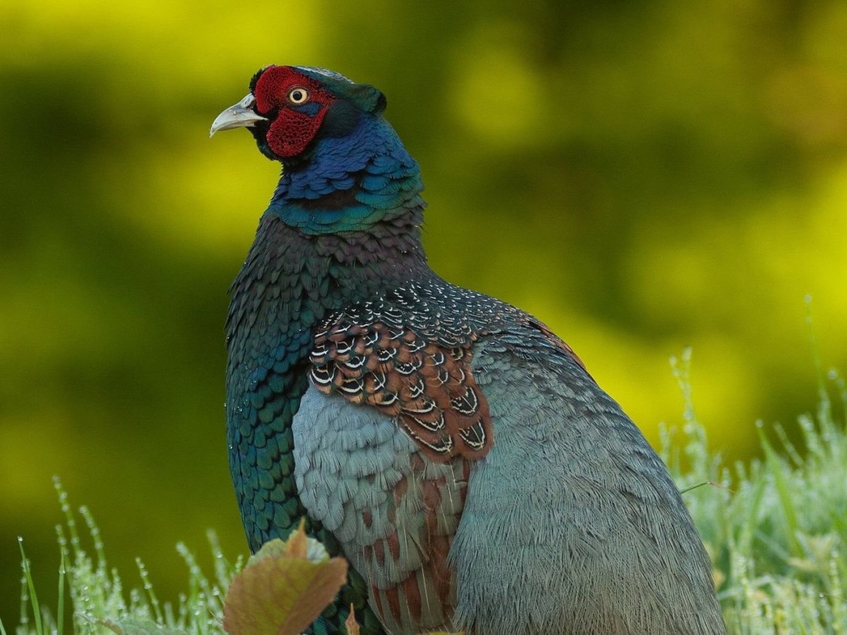 Пепельный фазан