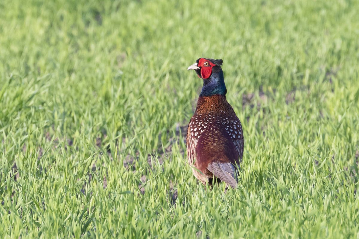 Фазан зимой