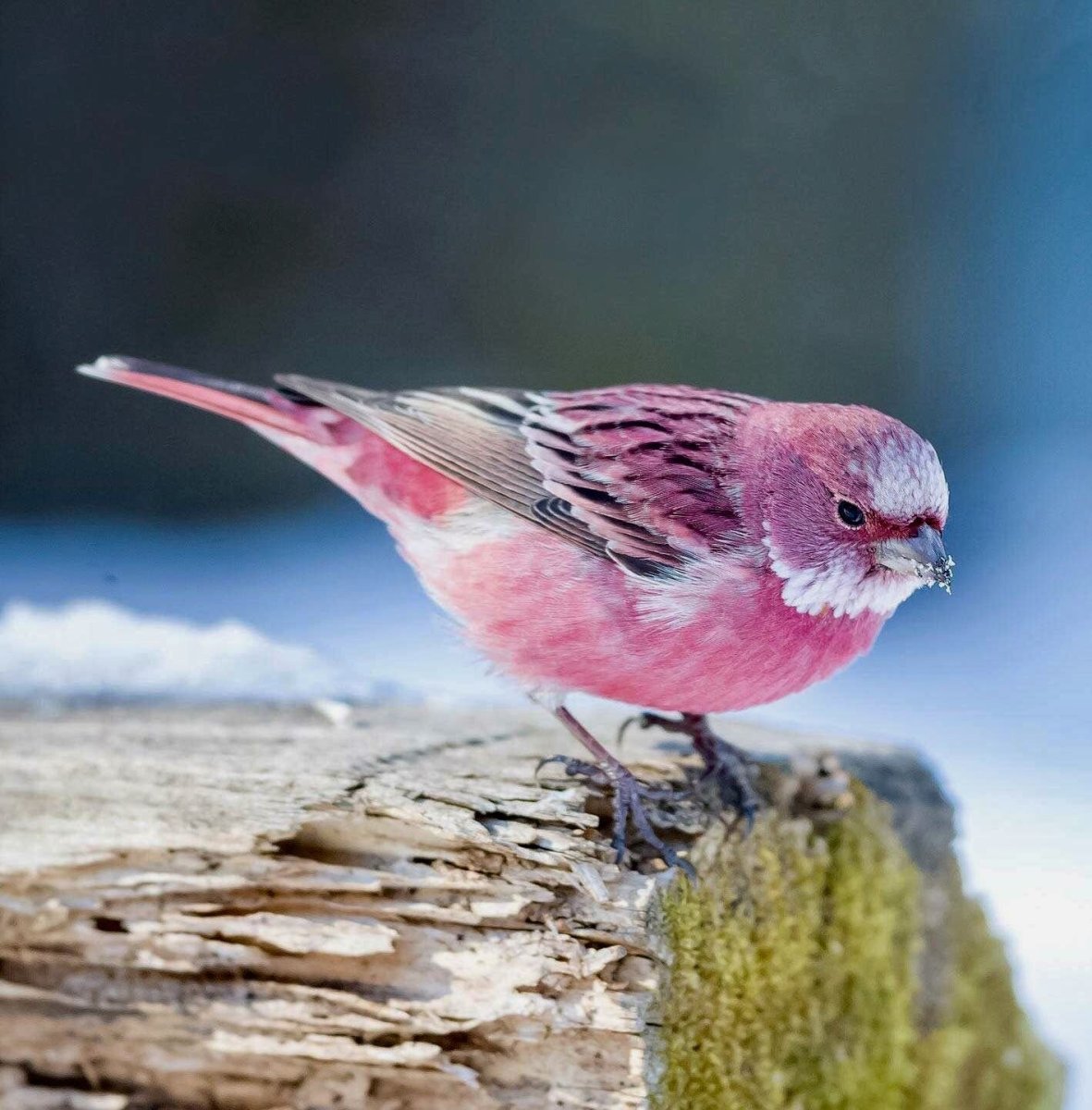 Розовый Зяблик