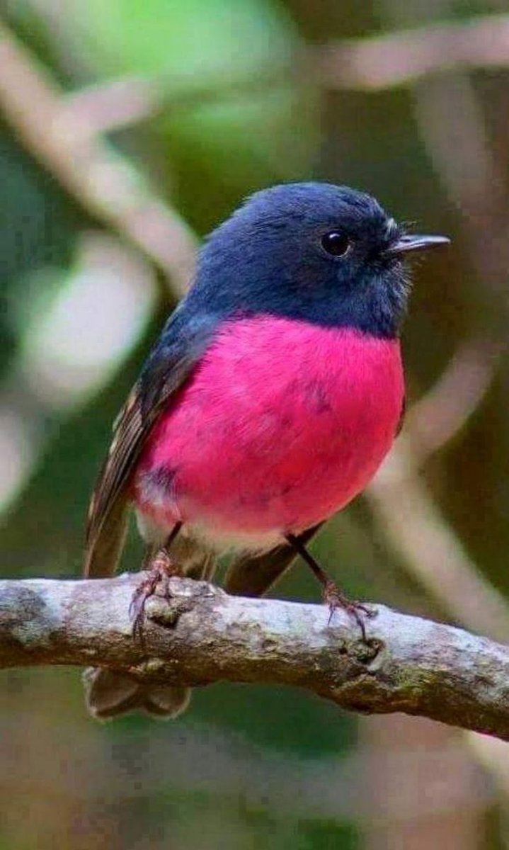 Малиновогрудая петроичка